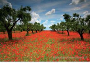 Puzzle Educa Campo de amapolas. (1000 piezas)